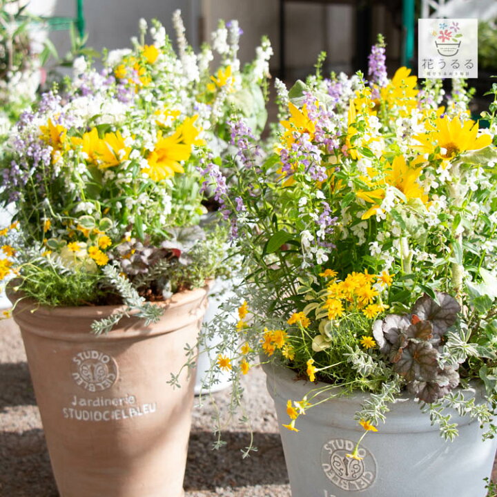 楽天市場 22 夏の新作寄せ植え 数量限定 送料無料 花うるるアレンジ寄せ植え 夏空 22 向日葵 ひまわり ヒマワリ 寄せ植え 夏ギフト お中元 サマーギフト フラワー ギフト ガーデニング セット 贈り物 鉢 誕生日 バスケット 花うるる 花でうるおう毎日