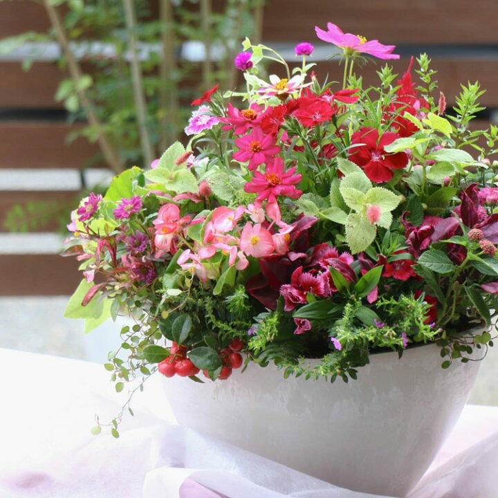 楽天市場 ありきたりな寄せ植えに満足できない方へ 花うるるのオーダーメイド寄せ植え テラ 玄関 寄せ植え ギフト 鉢植え 冬 フラワーギフト 誕生日 プレゼント 女性 50代 花 おしゃれ 秋 鉢 セット ギフト ヴィオラ パンジー 苗 プランター ピンク ギャザリング