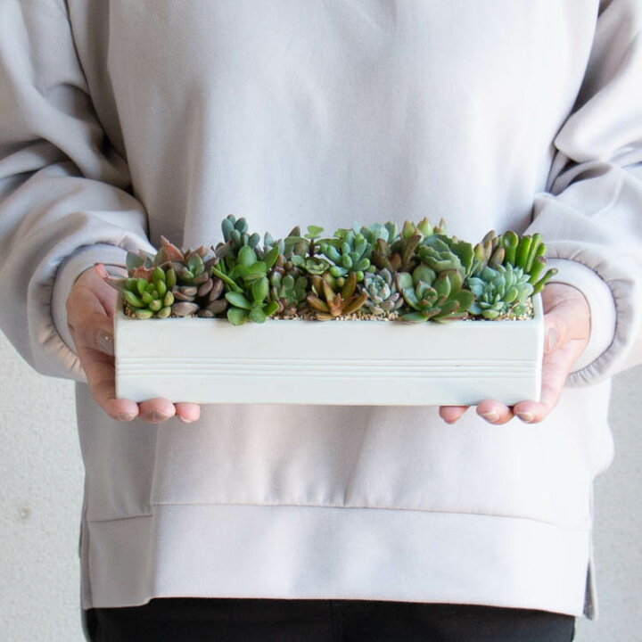 楽天市場 売り尽くし 訳あり 多肉植物 寄せ植え I 陶器 観葉植物 ギフト 鉢 インテリア 雑貨 おしゃれ ハオルチア セダム エケベリア サボテン オシャレ 花うるる 花でうるおう毎日