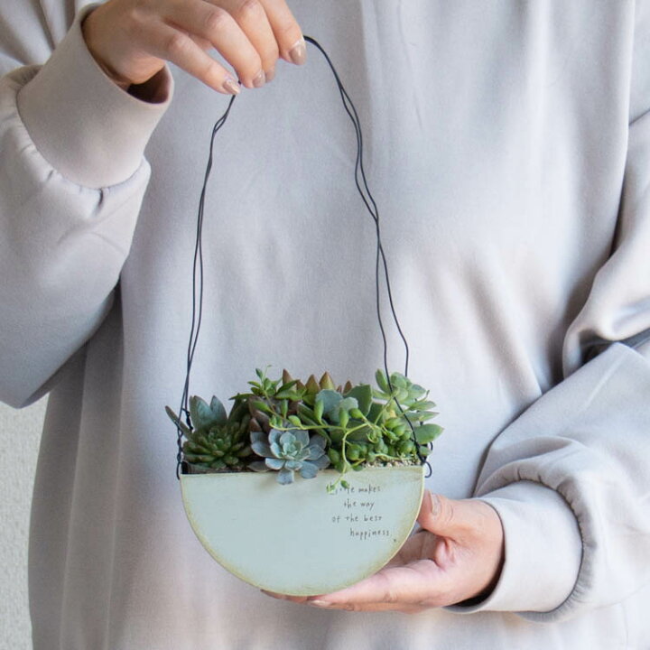 楽天市場 数量限定 多肉植物 寄せ植え E 観葉植物 ギフト 鉢 インテリア 雑貨 おしゃれ ハオルチア セダム エケベリア サボテン オシャレ 花うるる 花でうるおう毎日