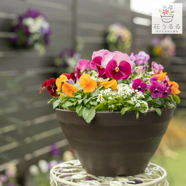 楽天市場 送料無料 パンジー ビオラの寄せ植え カシスオレンジ プランターver 寄せ植え ギフト 玄関 鉢植え セット 冬 春 新築祝い フラワーギフト 誕生日 プレゼント 女性 友人 花 結婚記念日 おしゃれ 秋 鉢 セット ギフト ヴィオラ パンジー 苗 プランター
