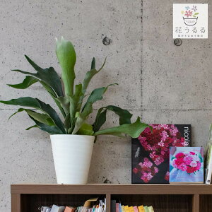 ϗtA RE 6 A (JXj Vzj av[g zj CeA _  )