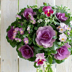  t{^̃nMOoXPbg񂹐A[p[vx[]MTCYtO rI  ߓ ߏ ߓ O   m  n{^ ɐ ԃA