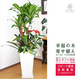 観葉植物 寄せ植え(幸福の木)10号角高陶器鉢(紅白アンスリューム入)高さ約1.4m 【yosem10-001】大型 開店祝い 新築祝い 誕生日プレゼント 引越し祝い インテリア おしゃれな植木鉢 送料無料