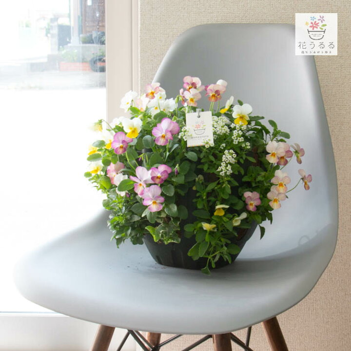 楽天市場】＼今が旬／売り尽くし／ビオラのハンギングバスケット 花 