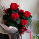 ＼ラッピング無料キャンペーン中／ポインセチア 鉢植え「ウインターローズ 5号鉢」送料無料 クリスマス Xmas 鉢 苗 ギフト クリスマス 飾り オーナメント 御歳暮 鉢 大 プレゼント誕生日12月 11月 フラワーギフト おしゃれ 生花 ブラックフライデー 2025