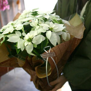 _bsOLy[^vZ`A AusAzCg 5v |CZ`A NX}X Xmas  c Mtg NX}X  I[ig |CZ` Ε 