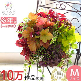 宿根草 コスパ抜群 花うるる ハンギング 寄せ植え[ヒューケラ MIX] (多年草 ドルチェ カラーリーフ 苗 寄植え ハンギングバスケット 秋 冬 屋外 玄関 おしゃれ ギフト ガーデニング セット 誕生日 プレゼント 鉢植え 珍しい 完成品 花 鉢植え 10月 ハロウィン 紅葉 グリーン