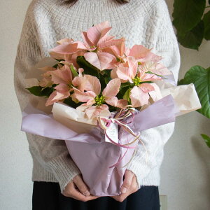 _bsOLy[^|CZ`A AurW 5v NX}X Xmas  c Mtg NX}X  I[ig Ε |CZ` Ε   v[