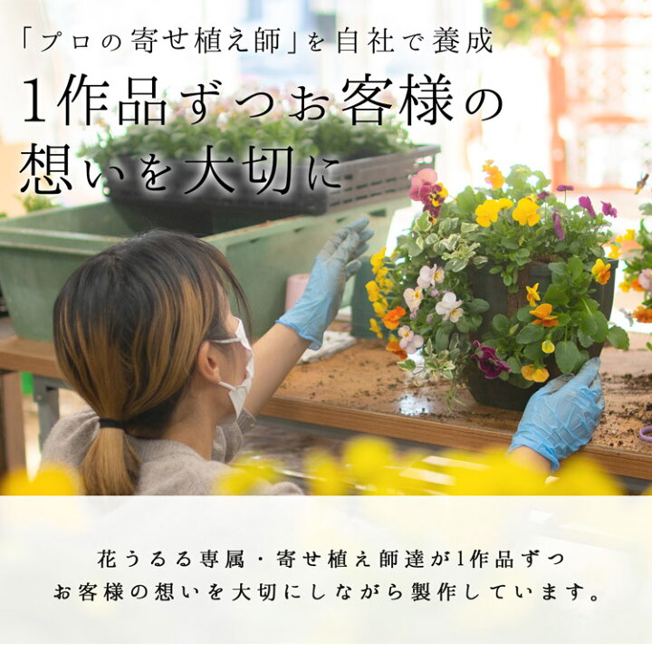 楽天市場】ありきたりな寄せ植えに満足できない方へ [花うるる 