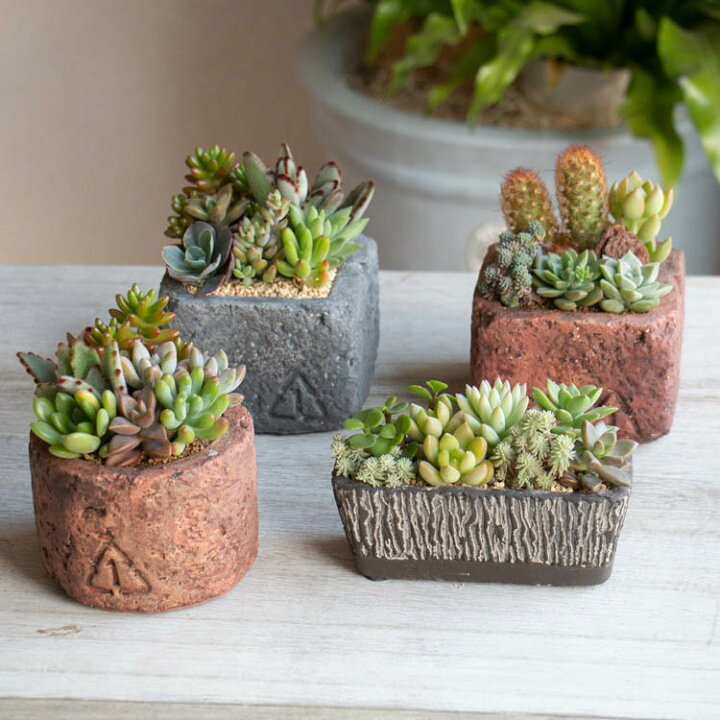 楽天市場】多肉植物 寄せ植え【B】 色々 現品限り 育てやすい 観葉植物  