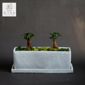 KW}A(󂯎Mt)y}NLz (~[~ murmures A JXj X ItBX fBXvC  CeA RpNg {   t[ Mtg 蕨 