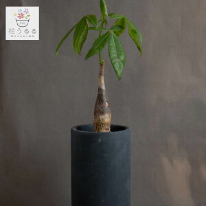 pLA(󂯎Mt)y}g[Lz(~[~ ϗtA A JXj X ItBX ^  fBXvC  CeAO[ RpNg {   Mtg