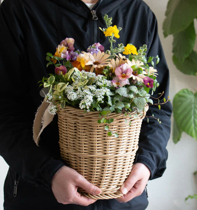 楽天市場】花うるるアレンジ寄せ植え「ジェミニバスケット シリンダ  