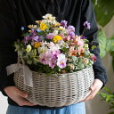 花うるるアレンジ寄せ植え「ジェミニバスケット ロウ(Lサイズ)」おまかせ オーダーメイド可 かご ミュールミル 花 ガーデニング 玄関 フラワーギフト 誕生日 プレゼント 女性 母 花 鉢植え ガーデニング 屋外 鉢 贈り物 開店祝い クリスマス お正月飾り 冬 秋 11月 12月