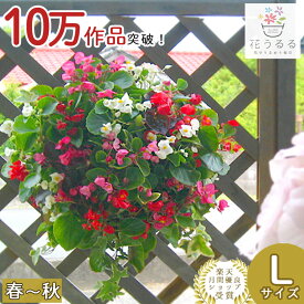 【Lサイズ】ベゴニアのハンギング 寄せ植え [Lサイズ MIX]春から晩秋に開花(セット ギフト 花 鉢 寄植え 鉢植え 壁掛け ハンギングバスケット 通販 プレゼント おしゃれ 珍しい 送料無料 苗 玄関 お花 フラワーギフト 母 誕生日 完成品 花苗 プランター