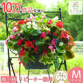 ベゴニアのハンギング 寄せ植え [カラフルMIX(シンプル]から晩秋に開花(セット ギフト 花 鉢 寄植え 鉢植え 壁掛け ハンギングバスケット 通販 プレゼント おしゃれ 珍しい 送料無料 苗 玄関 お花 フラワーギフト 母 誕生日 完成品 花苗 プランター