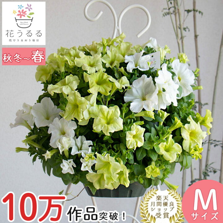 楽天市場】ペチュニアのハンギング 寄せ植え [ライム (シンプル 