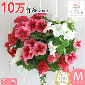 ペチュニアのハンギング 寄せ植え [サーモンピンク(シンプル](セット ギフト 花 鉢 寄植え 鉢植え 壁掛け ハンギングバスケット 春 夏 ベランダ プレゼント おしゃれ 珍しい 送料無料 苗 玄関 ガーデニング お花 フラワーギフト 母 誕生日 完成品 花苗 義母 祖母 プランター