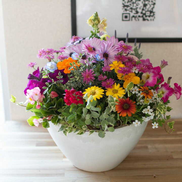 楽天市場】ありきたりな寄せ植えに満足できない方へ [花うるる 