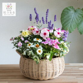 ＼花うるる おまかせ／「季節の寄せ植えinジェミニバスケット ロウ(Sサイズ)」完成品 春 夏 誕生日 ギフト プレゼント 女性 50代 60代 母 義母 祖母 花 苗 寄せ植え セット 花セット 鉢 鉢植え おしゃれ 玄関先 ガーデニング お祝い 開店祝い 引っ越し祝い ペチュニア