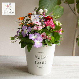 ＼花うるる おまかせ／「季節の寄せ植えinポット」完成品 春 夏 誕生日 ギフト プレゼント 女性 50代 60代 母 義母 祖母 花 寄せ植え セット 花セット 鉢 鉢植え おしゃれ 玄関先 玄関 豪華 苗 花苗 ガーデニング お祝い 贈り物 開店祝い 引っ越し祝い 新築祝い ペチュニア