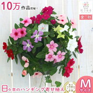 ＼炎天下でも次々開花／花うるる ハンギング 寄せ植え ニチニチソウ [カラフルMIX](シンプル) ビンカ 日…