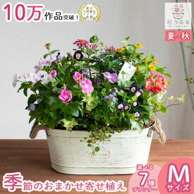 ＼花うるる おまかせ／「季節の寄せ植えin ブリキ プランター (横長)」完成品 春 夏 誕生日 ギフト プレゼント 女性 50代 60代 母 義母 祖母 花 苗 寄せ植え セット 花セット 鉢 鉢植え おしゃれ 玄関先 ガーデニング お祝い 開店祝い 引っ越し祝い 新築祝い ペチュニア