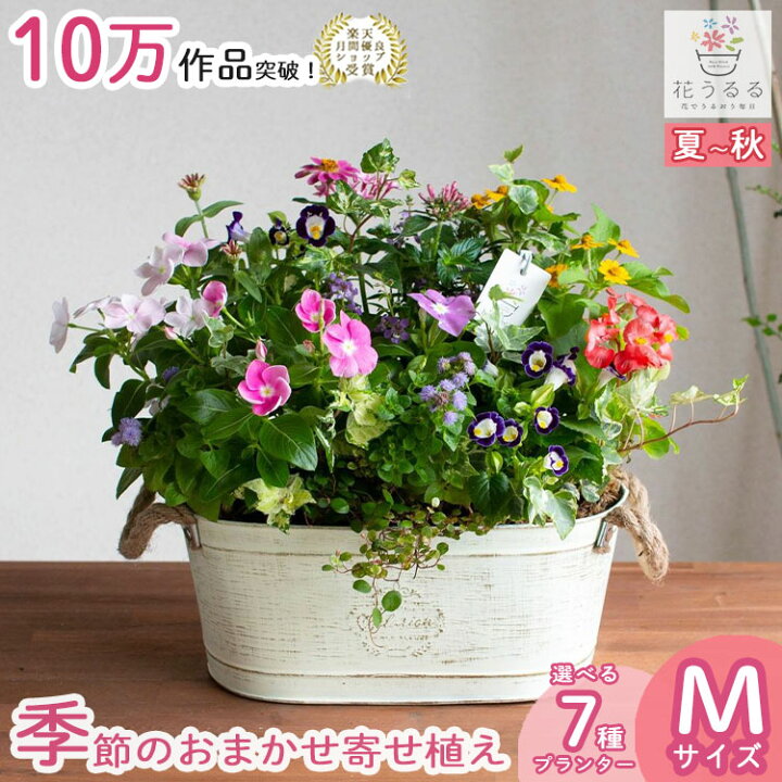 楽天市場】【ブリキ プランター 寄せ植え】花うるる おまかせアレンジ 