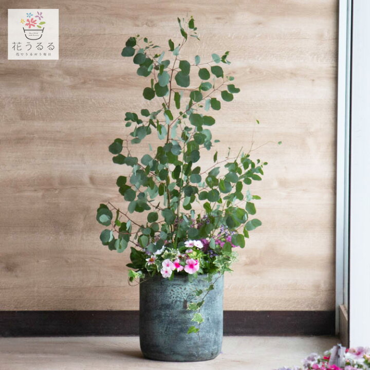 楽天市場】ユーカリ”ポポラス”の 花うるる 寄せ植え[ラグジュアリー  
