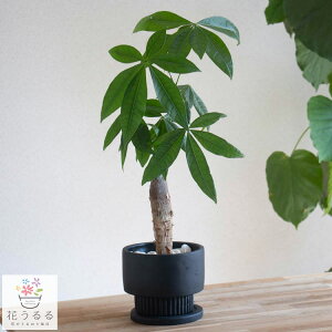 pLA(󂯎Mt)yAV{gLz (~[~ ϗtA A JXj X ItBX ^  fBXvC  CeA RpNg {   Zbg 