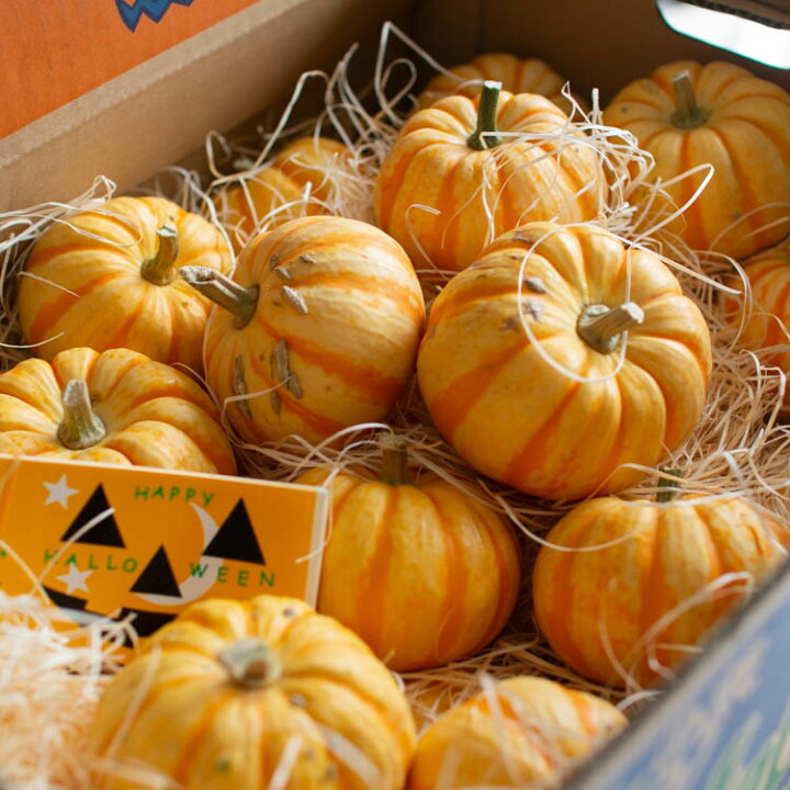 楽天市場】ハロウィン用 本物 生カボチャ 鑑賞用『プッチーニ(直径約7 