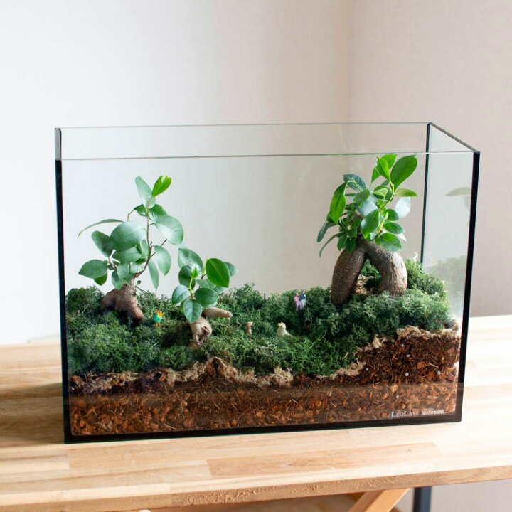 楽天市場】観葉植物 【テラリウム レクタングル】(ガジュマル×3 