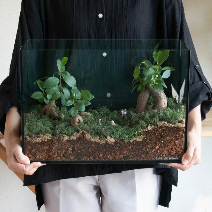 楽天市場】観葉植物 【テラリウム レクタングル】(ガジュマル×3 
