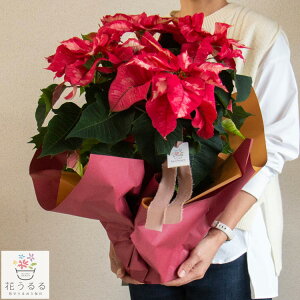 _bsOLy[^|CZ`A AuACXp` 5v NX}X Xmas  c Mtg NX}X  I[ig Ε |CZ` Ε   v