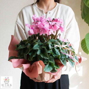 _F^Cv^~ AuVN t@o[YvnIX 5 35`40cmi RR Mtg i  A  ʋ ~ t[ K[fjO 蕨 a NX}