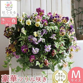【2月上旬から順次出荷】フリルビオラの豪華ハンギングバスケット 花うるる 寄せ植え[フリル]Mサイズ シンプル│玄関先 フラワーギフト 誕生日 プレゼント 女性 花 結婚記念日 おしゃれ 新築祝い 鉢植え 鉢花 ガーデニング フラワー バスケット 屋外 生花 お花 お祝い 春 2月