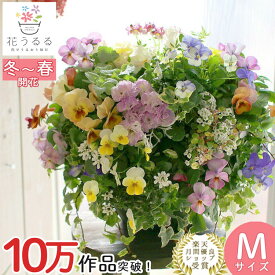 豪華 ビオラ ハンギングバスケット 花うるる 寄せ植え [春色パステル]Mサイズ| 玄関先 フラワーギフト 誕生日 プレゼント 女性 母 花 おしゃれ 新築祝い 退職祝い 鉢植え 鉢花 ガーデニング フラワー 屋外 ギフト 生花 鉢 贈り物 お花 お祝い 春 正月1月 2月