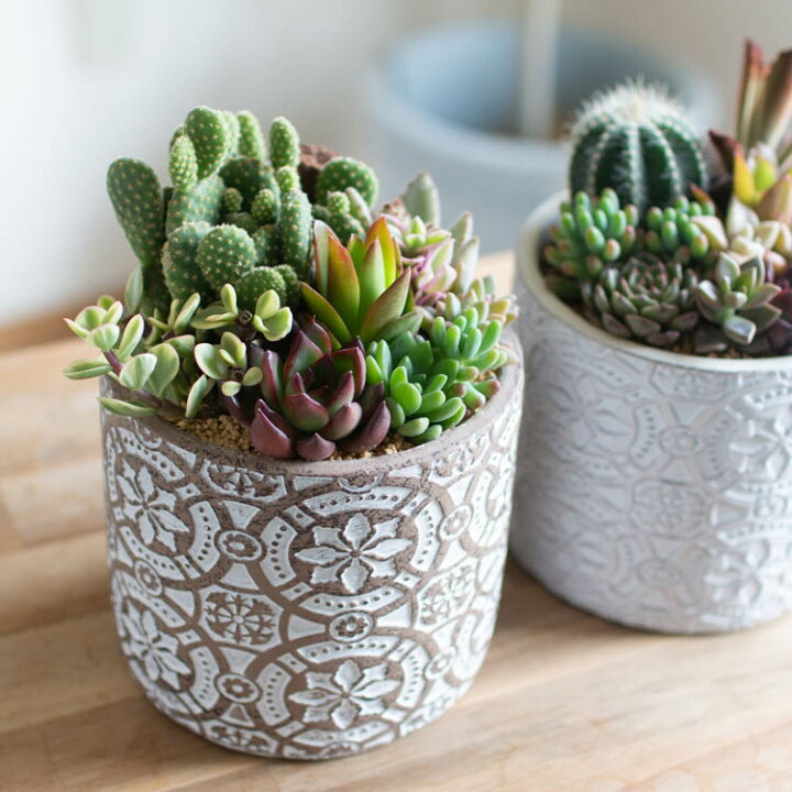 楽天市場】＼現品限り／ サボテン 多肉植物 寄せ植え【E】 色々 数量  