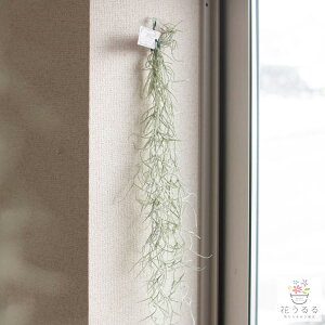 _OTCY65cm^Ă₷ CeAO[ y`WA EXlICfXz ϗtA GA vc XpjbVX TCY CeA Ǌ| ݉ G  GAv