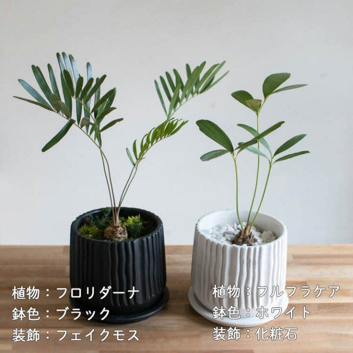 楽天市場】＼数量限定／ザミア 鉢植え(受け皿付き)【アロシリンダー 