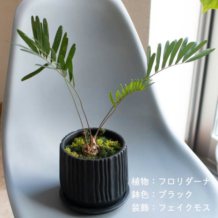 楽天市場】＼数量限定／ザミア 鉢植え(受け皿付き)【アロシリンダー 