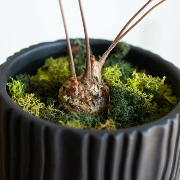 楽天市場】＼数量限定／ザミア 鉢植え(受け皿付き)【アロシリンダー 