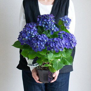 アジサイ 紫陽花 鉢植え」の人気商品一覧・価格比較 - 価格.com