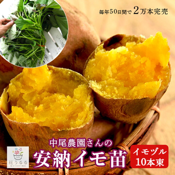 楽天市場】サツマイモ 苗 販売【中尾農園さんの安納芋 苗 10本 安納芋苗1000本送料込み