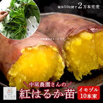 楽天市場】紅 はるか 苗 ウイルス フリーの通販