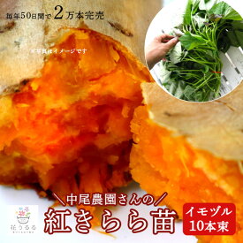 サツマイモ 苗 販売【中尾農園さんの紅きらら 苗 10本】幻のサツマイモと呼ばれる希少品種 カロテン豊富 オレンジ色 イモヅル さつまいも 苗 ベニキララ べにきらら 紅キララ 芋づる イモズル