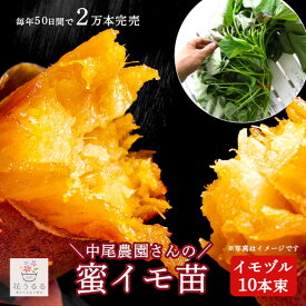 サツマイモ 苗 販売【中尾農園さんの蜜芋(ミツイモ)苗 10本】ハチミツのような甘さとねっとり食感 激うまサツマイモの苗(さつまいもの苗 さつまいも 芋づる 苗 イモヅル 芋つる 芋つる苗 薩摩芋
