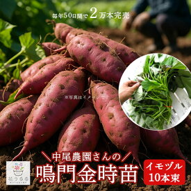 サツマイモ 苗 販売【中尾農園さんの鳴門金時 苗 10本】\たった2ヵ月で4万本完売/朝採り新鮮 ほくほく食感 昔ながらの優しい甘さ サツマイモの苗 芋づる イモヅル いもづる 芋ズル イモズル いもずる さつまいも 苗 切り苗 なるときんとき なると金時 鳴門きんとき