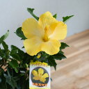 ハイビスカス 鉢植え[ミセスマリ] (5号鉢・高さ約35cm前後) ( サマー ギフト プレゼント 鉢植え お中元 誕生日 結婚祝い 花鉢 開業祝い 髪飾り ハイビスカス苗 花 屋外 苗 鉢植え ハイビスカスの花 飾り 鉢 ハイビスカス 鉢花
